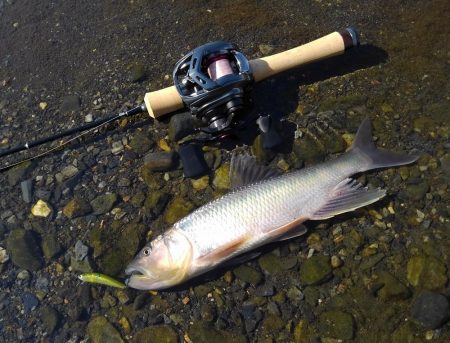 ベイトフィネスでハス釣り